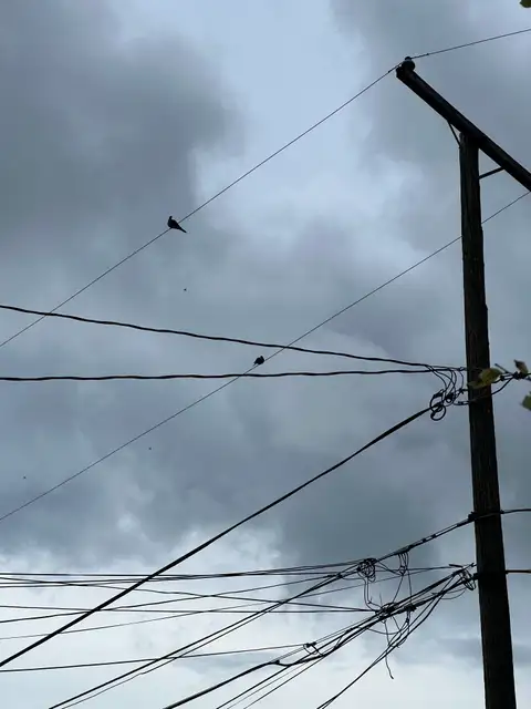 Tangled wires and a moody sky: an urban symphony.